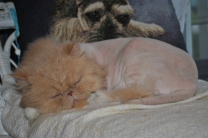 When we first got Wilson he was shaved. I said whoever did that to him should be shot.