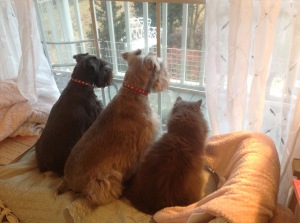 the three in window